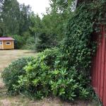 Plants